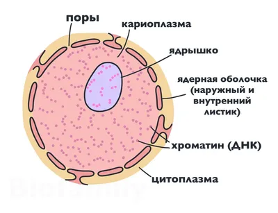 Строение клетки. Органеллы | Биология | 5 класс