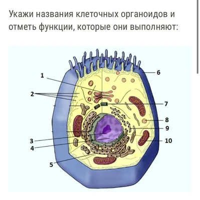 Ответы Mail.ru: Какие органоиды можно назвать так: Энергостанция,  Трубопровод, Склад, Ограда, Желудок, Командный пункт, Центральный компьютер.