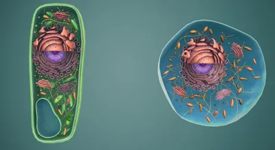 Диаграмма: Биология. Клетка. Органоиды | Quizlet