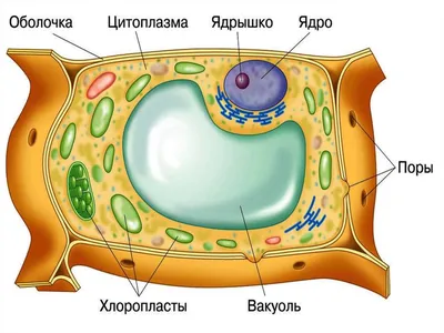Клетки тканей растений и животных, клеточные органоиды - 3D-сцены -  Цифровое образование и обучение Мozaik