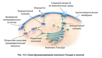 Органоиды клетки: мембранные и немембранные — Биология с Марией Семочкиной  на vc.ru