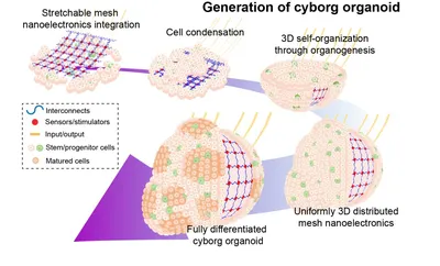 Полуавтономные органоиды клетки | PDF