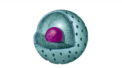 Рабочий лист по теме: «Немембранные органоиды клетки»