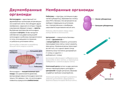 Митохондрии — двумембранные органоиды, …» — создано в Шедевруме