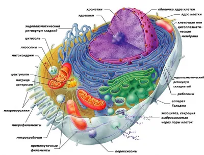 Верны ли все органоиды клетки функционально связаны друг с другом. б.  органоиды не могут существовать вне клетки даже в питательной среде.?» —  Яндекс Кью