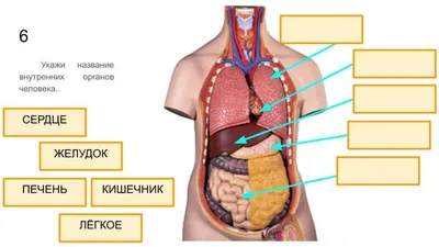 Внутренние органы человека и анатомия скелета. | Премиум векторы