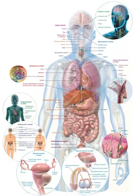 Строение человека (внутренние органы): 30 фото с надписями