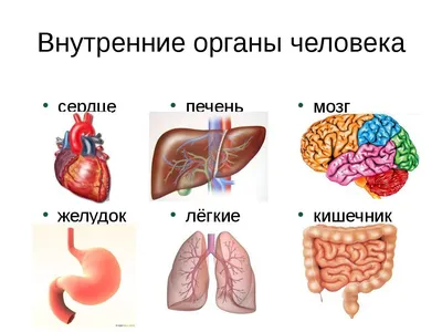 Человеческие органы анатомии внутренние Системы тела и органов человека  медицинские системы R Иллюстрация штока - иллюстрации насчитывающей больш,  пищеварительно: 149979050