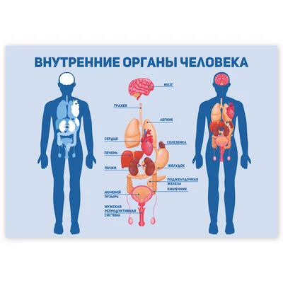 Внутренние органы человека PNG , Человеческая ткань, орган, Медицинское  лечение PNG картинки и пнг PSD рисунок для бесплатной загрузки