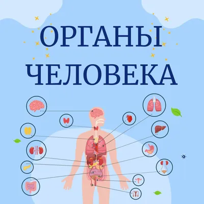 ВНУТРЕННИЕ ОРГАНЫ ЧЕЛОВЕКА / ИНТЕРЕСНЫЕ ФАКТЫ | Интересные факты | Дзен