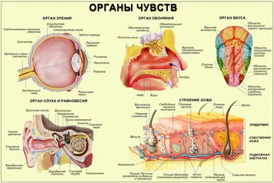 Коврик \"Изучаем внутренние органы человека\"