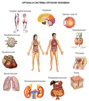 Картинки внутренние органы человека для детей - 15 фото