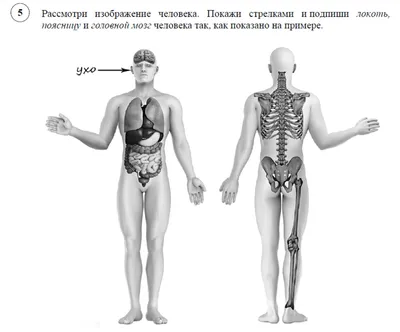 Система визуализации 3D модели внутренних органов человека