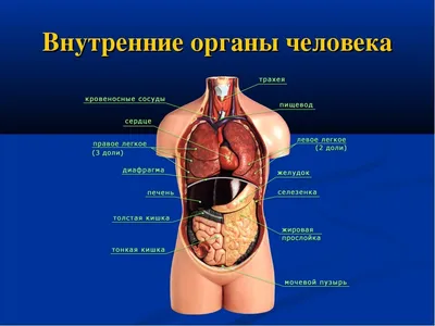 Раскраски органы, Раскраска Органы человека Люди.