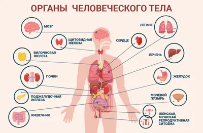 Квинг Внутренние органы человека анатомический плакат 45х61см