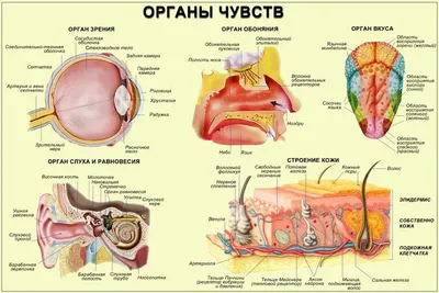 Стенд маркерный Познаю себя (тело, голова, органы чувств): купить для школ  и ДОУ с доставкой по всей России