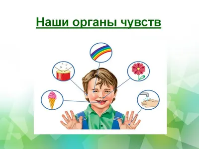 Развивающая игра «Органы чувств» – распечатать PDF