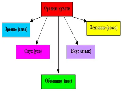 Органы чувств картинки фотографии