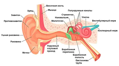 У всех нас есть разные органы чувств: мы осязаем, обоняем, слышим, видим,  чувствуем вкус окружающего мира. А ещё мы ощущаем положение… | Instagram