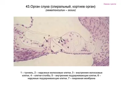 пять органов чувств человека. нос ушной глаз. набор органов чувств.  почувствуйте запах и вкус Иллюстрация вектора - иллюстрации насчитывающей  чертеж, чывство: 223582263