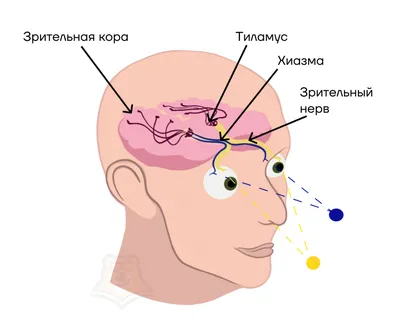 Человек Держащий Красное Сердце Романтический Мужчина Послание Любовь Органы  Чувств — стоковые фотографии и другие картинки Белый фон - iStock