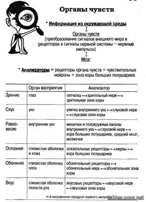 Нос. Органы чувств. Значок запаха. Иллюстрация штока - иллюстрации  насчитывающей анархиста, здоровье: 174352461