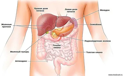 Анатомия человека. Строение и расположение внутренних органов человека.  Органы грудной клетки, брюшной полости, … | Учащиеся медучилища, Анатомия  человека, Анатомия