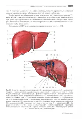 Женщина Живота Органов Anterior View — стоковые фотографии и другие  картинки Анатомия - Анатомия, Аппендикс, Билиарная система - iStock