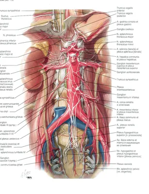 Анатомия живота и тонкой кишки пищеварительной системы органов  человеческого тела Иллюстрация штока - иллюстрации насчитывающей усваивать,  биохимии: 130616662