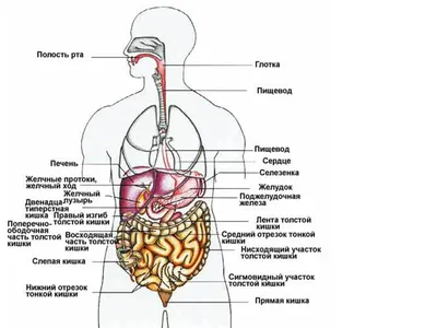 Большой сальник и органы брюшной полости - по атласу анатомии