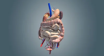 Живот и кишечник с взглядом органов Anterior Иллюстрация штока -  иллюстрации насчитывающей трубопровод, орган: 98143549