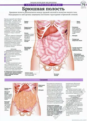 Анатомия : Брюшная полость и полость таза. Брюшина