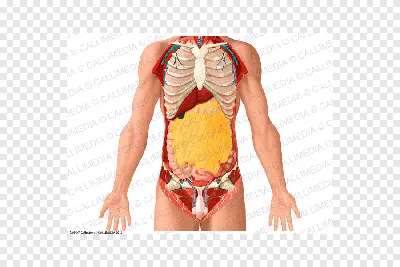 Лучевая диагностика: Органы брюшной полости