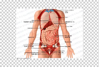 Лучевая диагностика. Органы брюшной полости - купить с доставкой по  выгодным ценам в интернет-магазине OZON (167902818)