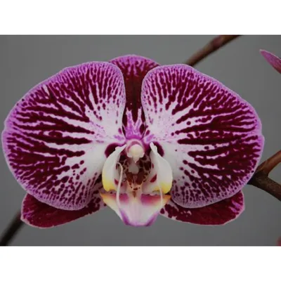 Орхидея(Phalaenopsis) Анастасия купить | в miltoniya.ru