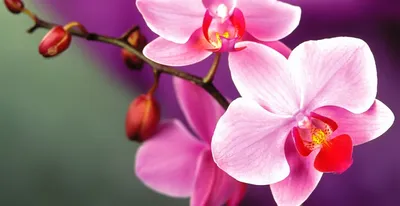 Орхидея фаленопсис сиреневая, 2 цветоноса (лат. Orchidaceae Phalaenopsis),  d 12 | Flowers Valley