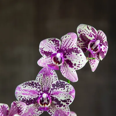 Орхидея Phalaenopsis Rome (отцвел)