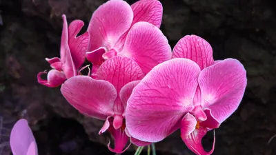 Фото орхидей: фаленопсис, башмачок, каттлея и редкие орхидеи