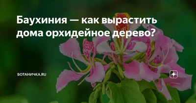 Отзыв о Семена комнатный цветок Гавриш Баухиния Орхидейное дерево |  Экзотику тоже можно выращивать из семян.