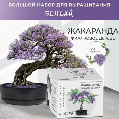 Bauhinia RACEMOSA (Баугиния): купить 2 семени c доставкой почтой 🌸 Адениум  дома