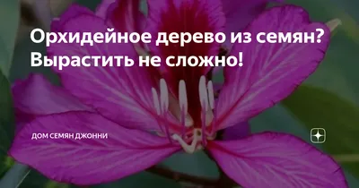 Отзыв о Семена комнатный цветок Гавриш Баухиния Орхидейное дерево |  Экзотику тоже можно выращивать из семян.