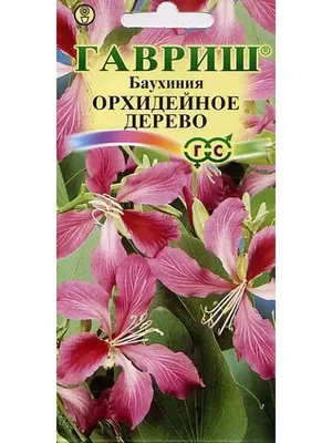 Баухиния. Орхидейное Дерево. | Домашний цветник | Дзен