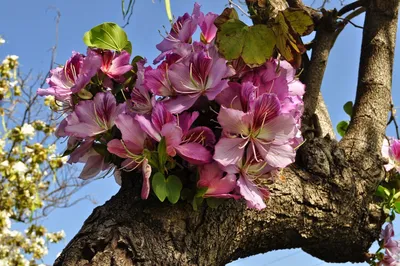 Bauhinia RACEMOSA (Баугиния): купить 2 семени c доставкой почтой 🌸 Адениум  дома