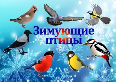 Тематический комплект \"Зимующие птицы\"