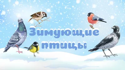 Зимующие птицы Free Activities online for kids in Kindergarten by Светлана  Мочелова