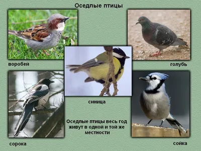 Птицы перелетные оседлые и кочующие - 71 фото: смотреть онлайн