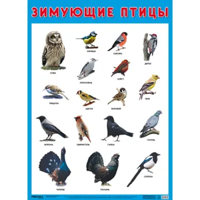 Плакат. Зимующие птицы (5255791) - Купить по цене от 59.00 руб. | Интернет  магазин SIMA-LAND.RU