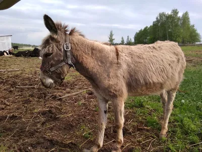 Годовой курс обучения. Для детей 1-2 лет. Карточки \"Животные\" Алла Волох -  купить книгу Годовой курс обучения. Для детей 1-2 лет. Карточки \"Животные\"  в Минске — Издательство Эксмо на OZ.by