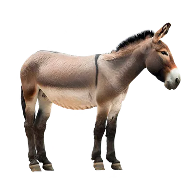 Домашний осел (Equus asinus dom) — Зоопарк «Лимпопо» г. Нижний Новгород –  Нижегородский зоопарк