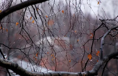 Дождь | Времена года. Осень. - Авторский Фотосайт